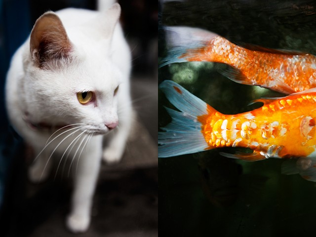 cat fish 