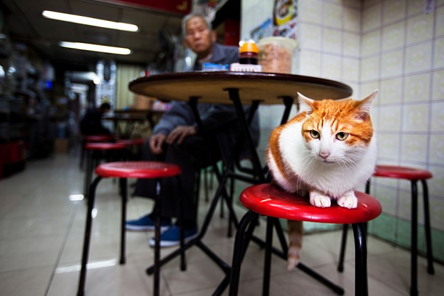 cat in snake soup cafe