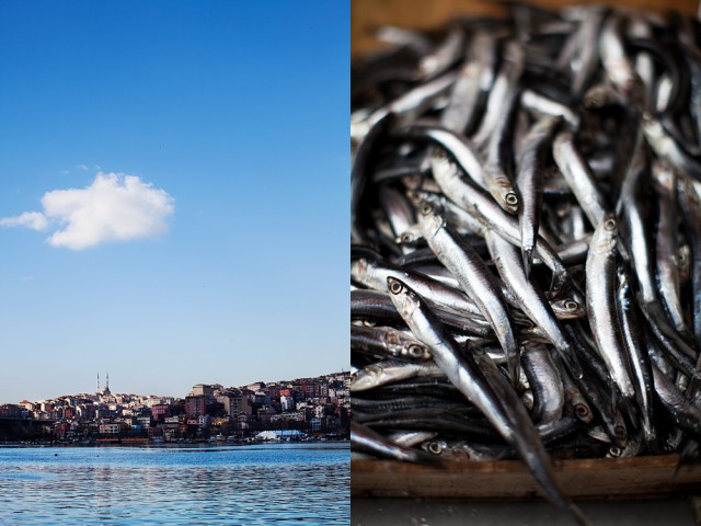 silvery fish from the Golden Horn