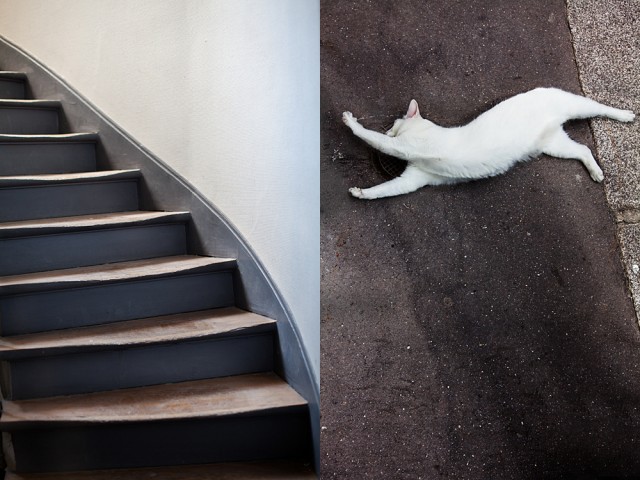 cat flying up stairs