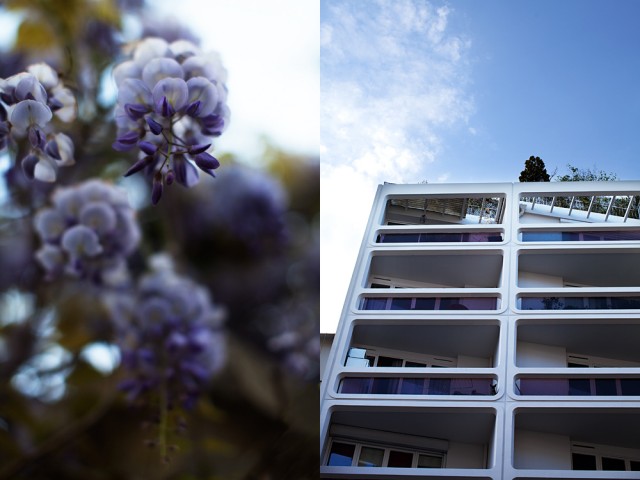 the building's colour scheme, 'wisteria'