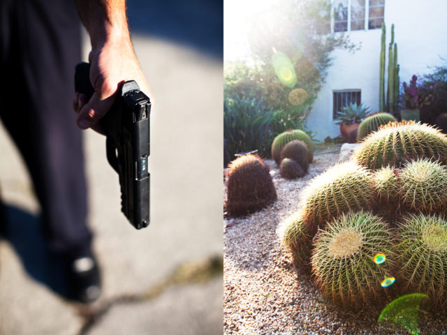Suddenly from behind the Golden Barrel cactus a man leapt out with a gun.