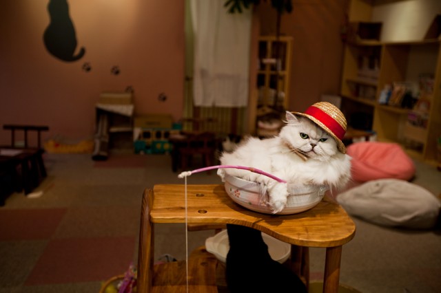at the cat cafe