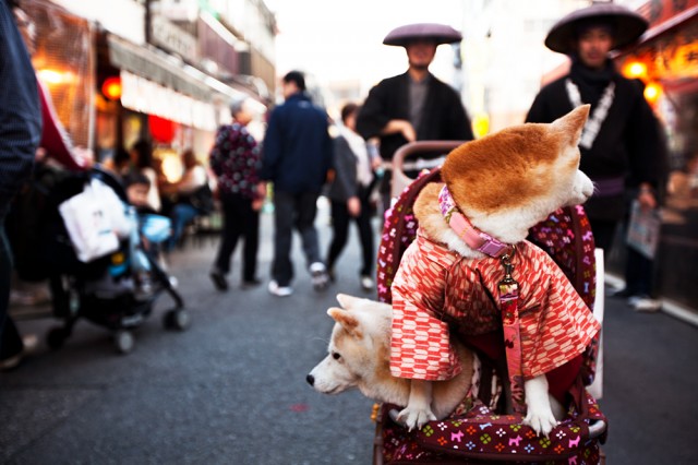 dogs in kimonos being followed by ninjas with big hats?