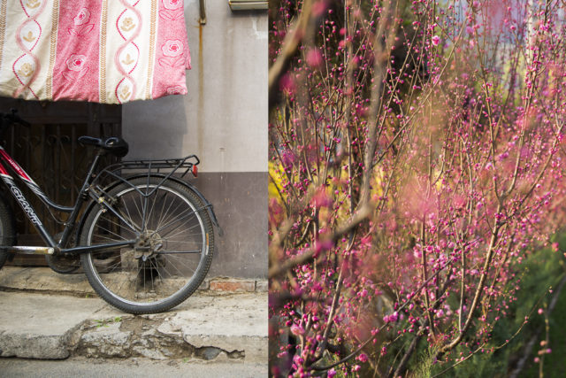 pink flowers – from Beijing to bush