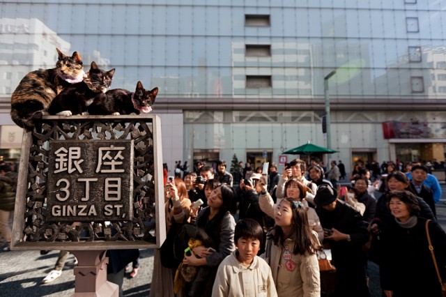 Ginza cats